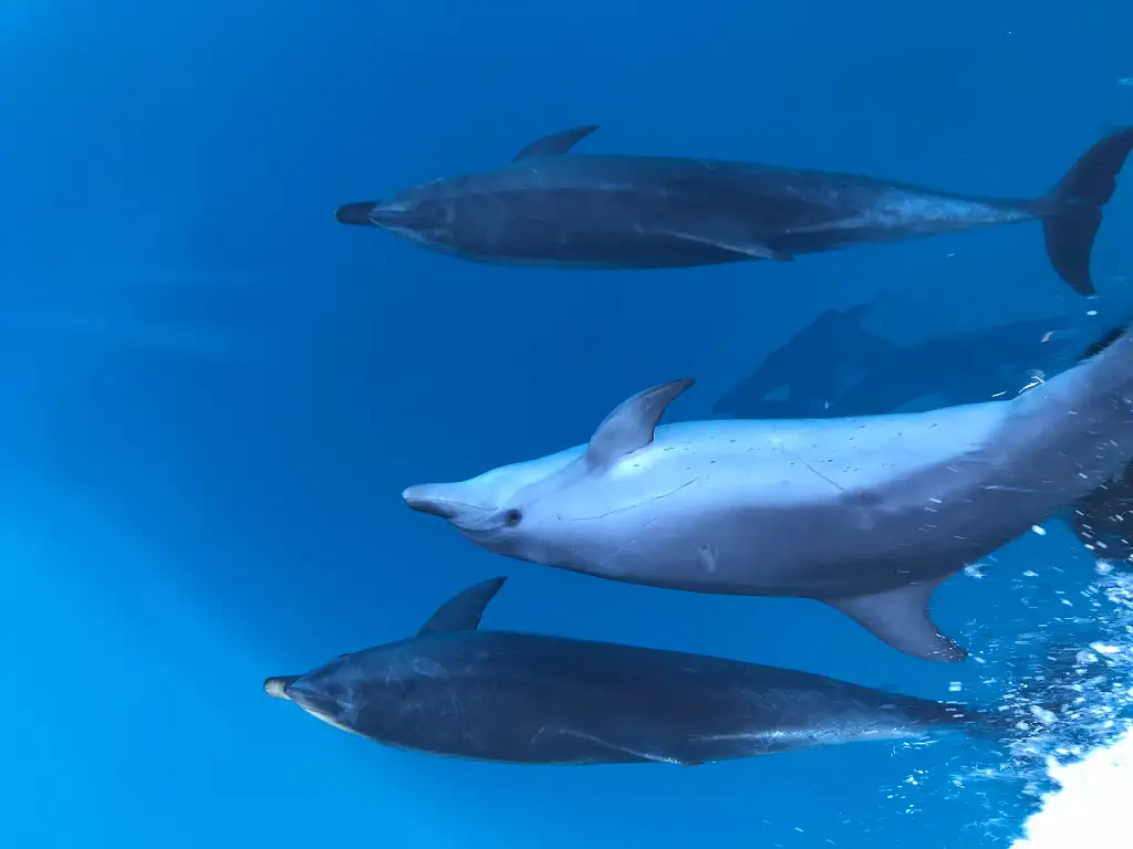Noosa National Park & Dolphin Safari