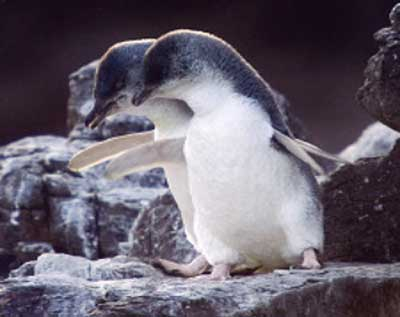 pohatu penguins 2-hour nature tour