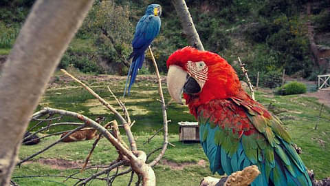Amazon to the Andes