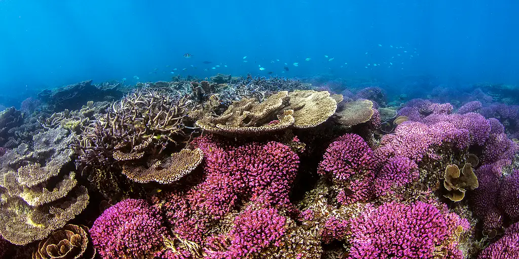 Exmouth Coral Viewing & Snorkel Tours