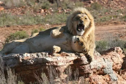 Cape Town Safari Full Day Tour