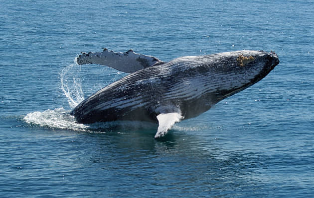 whale cruise hervey bay