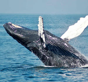 Whale & Dolphin Watching