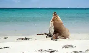 Snorkelling Adventure Tour From Fremantle