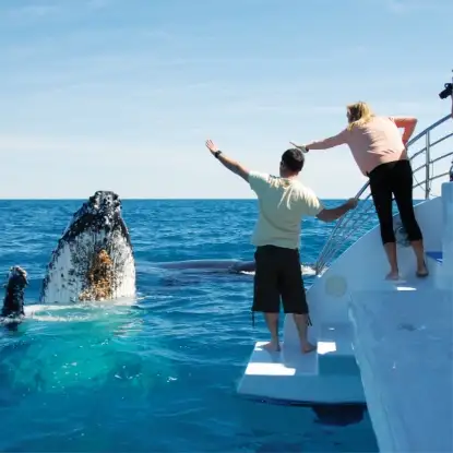 Exclusive Hervey Bay Whale Watching Encounter