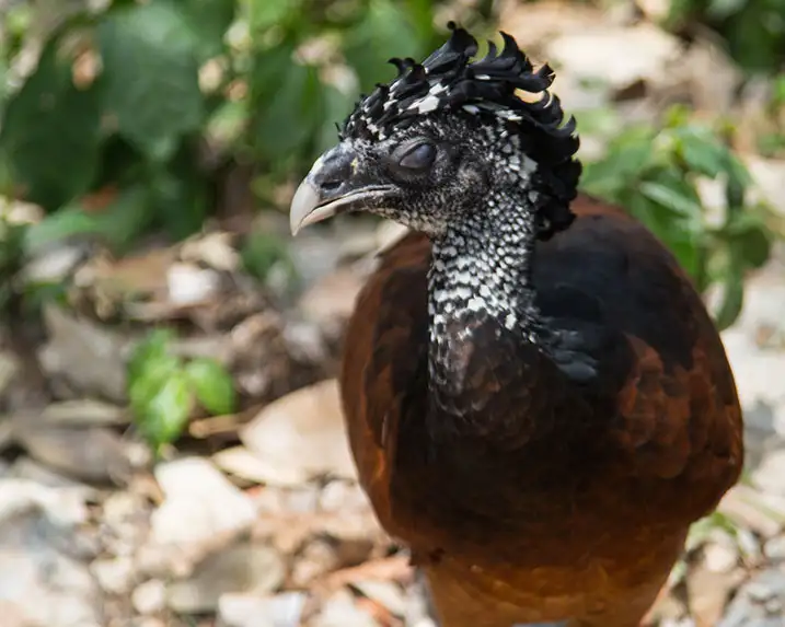 Mayan Inland Expedition | Group & Private options