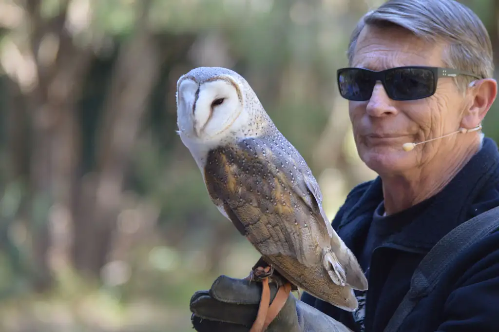 Capes Raptor Centre: Encounters and Birds of Prey Forest Walk