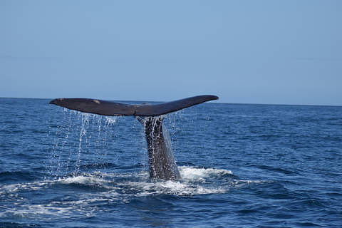 Sperm Whale Tale.JPG