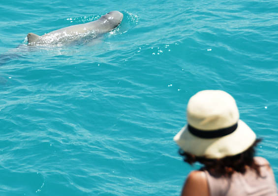 dolphin eco cruise broome