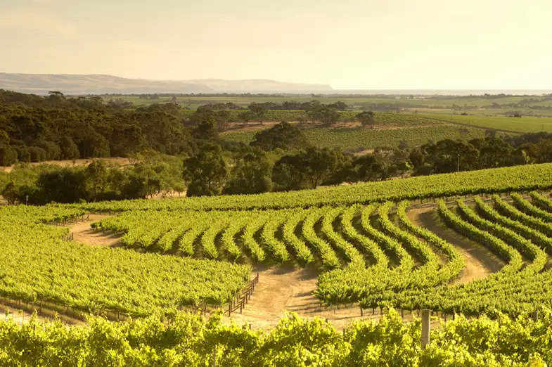 McLaren Vale North Hop-on Hop-off Tour
