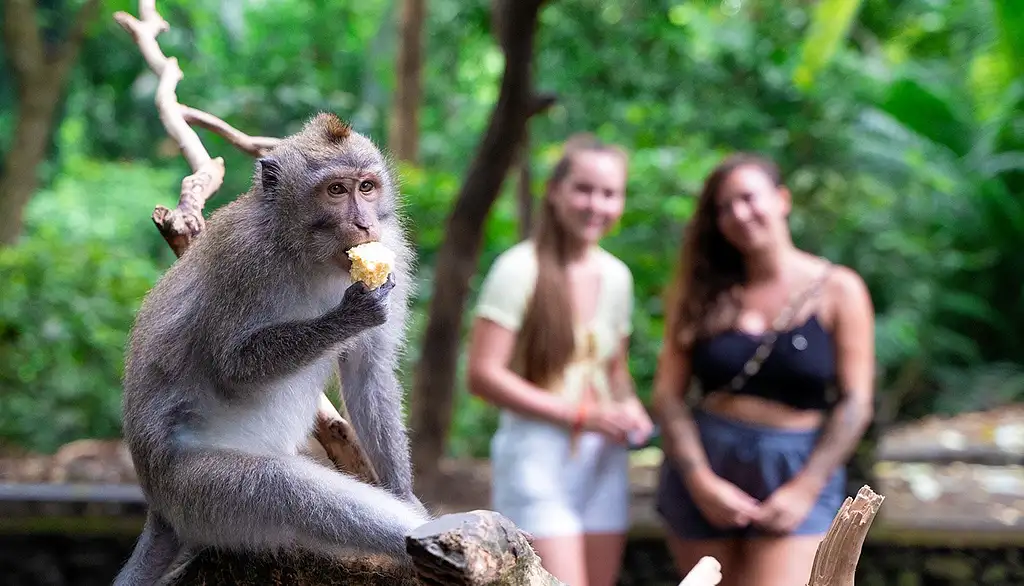 12 Day Bali Experience | Seminyak to Ubud