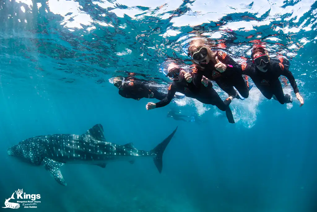 Whale Shark Snorkelling Adventure Tour (Apr-July) | Departing Exmouth