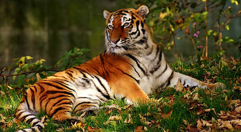 Ranthambhore - 16 Days In Incredible India