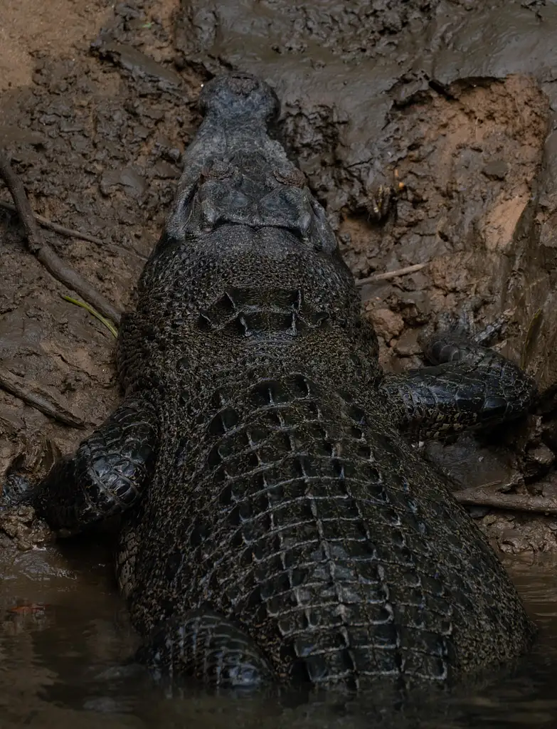 Cooper Creek Crocodile Cruise