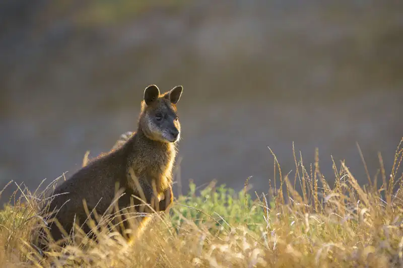 Phillip Island Wine, Wildlife, & Penguins Tour from Melbourne