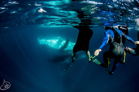ningaloo whale swim