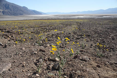 Death Valley Tours from Las Vegas Deals