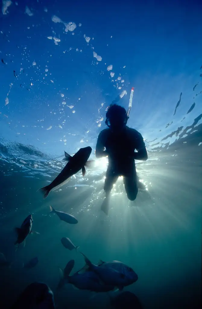 Goat Island Guided Snorkel for Beginners