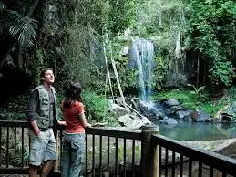 Mt Tamborine Rainforest Skywalk + Hop on Hop Off Pass from Gold Coast