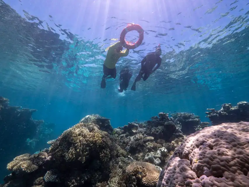 Passions Of Paradise - Great Barrier Reef Day Tour | Snorkel & Dive options