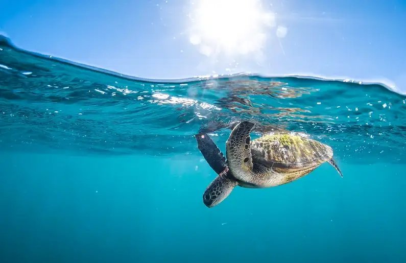 Ningaloo Reef Turtle Encounter With Glass Bottom Boat Cruise | Departing Coral Bay
