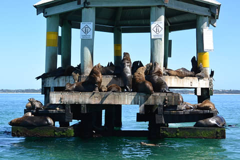 seal tours in Victoria