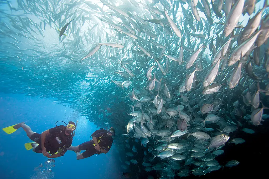 Great Barrier Reef Snorkelling Full Day Trip - Cairns to Cairns