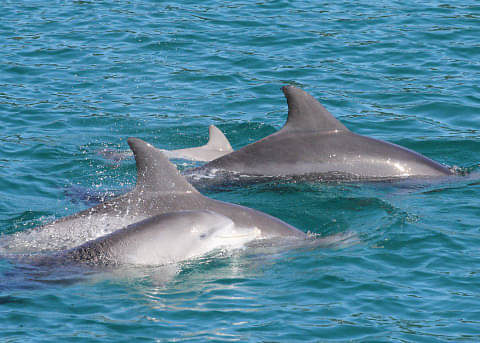 dolphin cruises jervis bay
