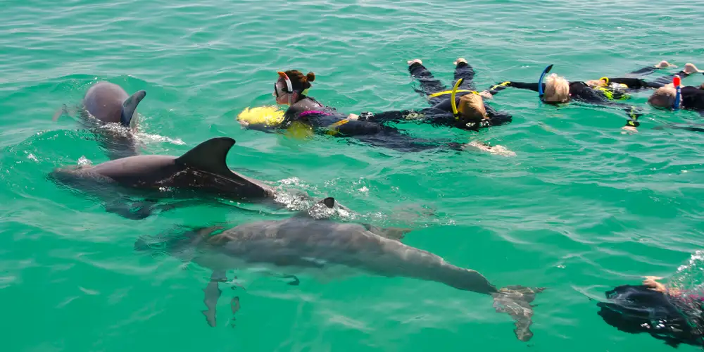 Swim with Wild Dolphins - Departing Perth