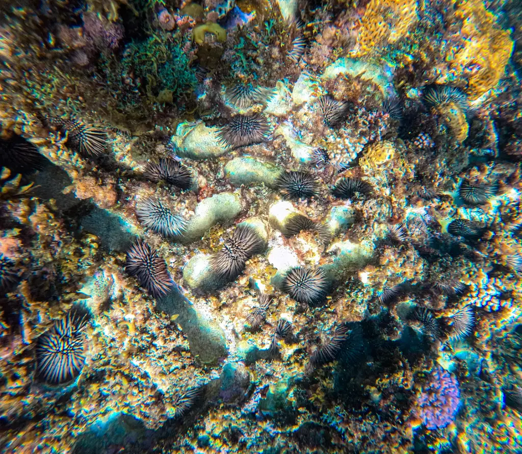 Jurien Bay Marine Park Experience
