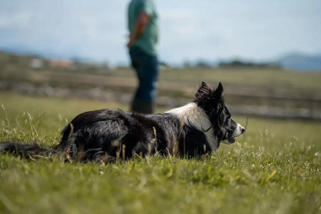 Wicklow And Glendalough Tour With Sheepdog Demonstration