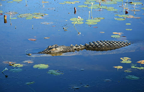 Kakadu in a Day Flight Tour deals
