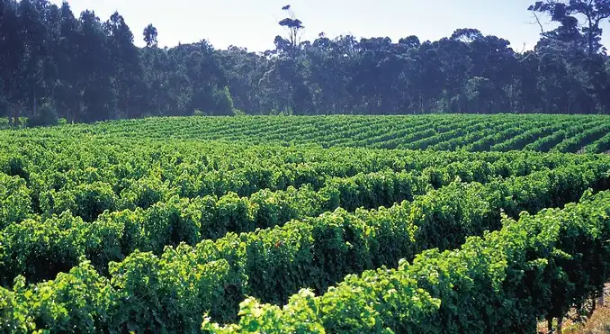 Premium Full Day Wine Tour - Margaret River