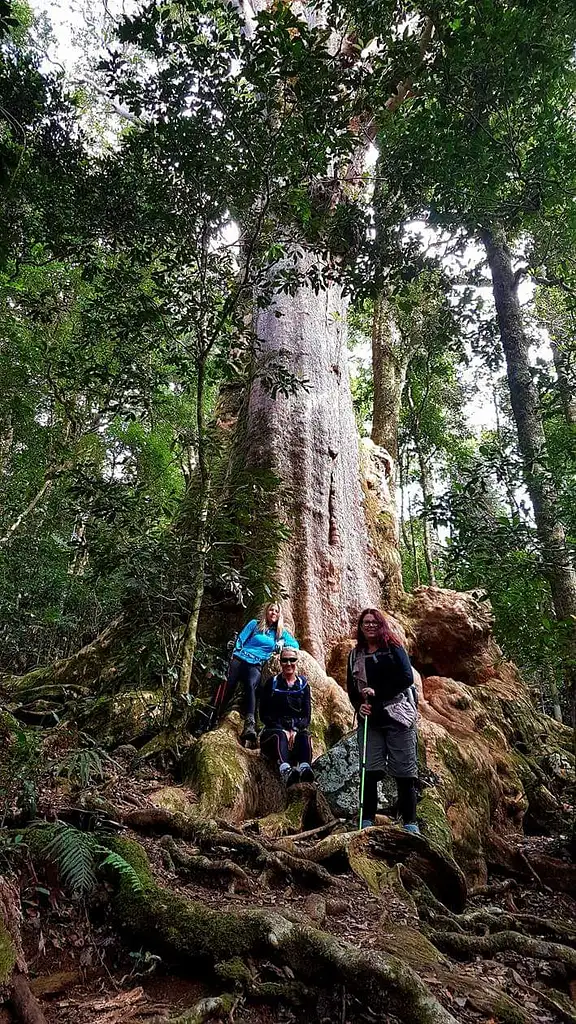 Lamington Day Tour from Brisbane