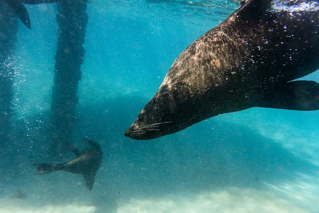 Great Reef Snorkel Tour - Swim with Dolphins and Seals