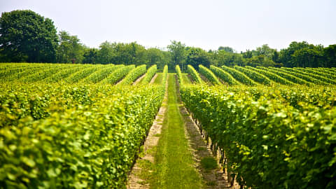 Gold Coast Wine Tour deals
