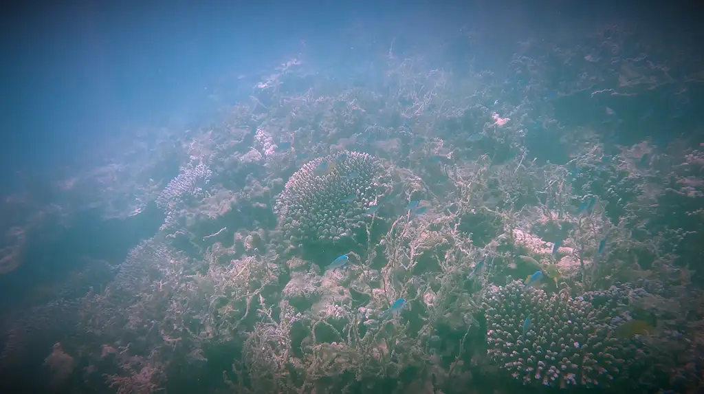 Bundegi Jet Ski & Snorkel Tour | Departing Exmouth