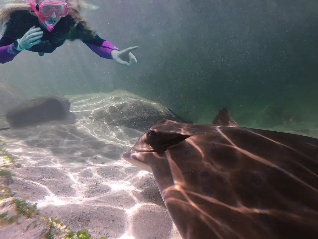 Irukandji Entry Pass with Sting-ray snorkel included