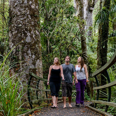 Puketi Kauri Forest tour