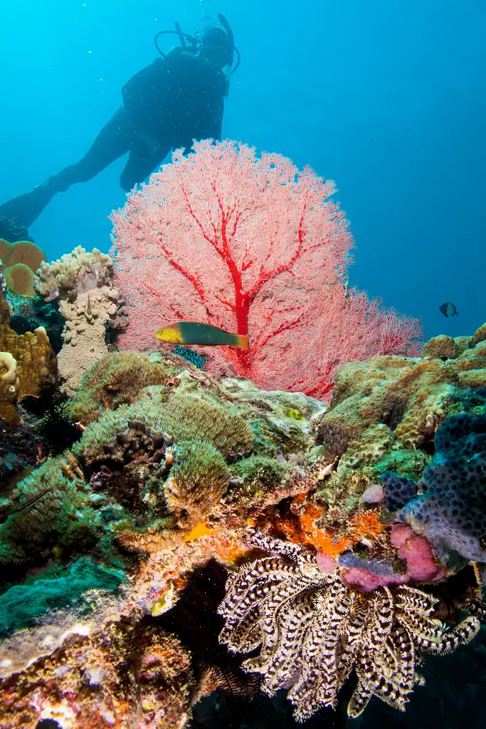 Muiron Island Dive and Snorkel Tour