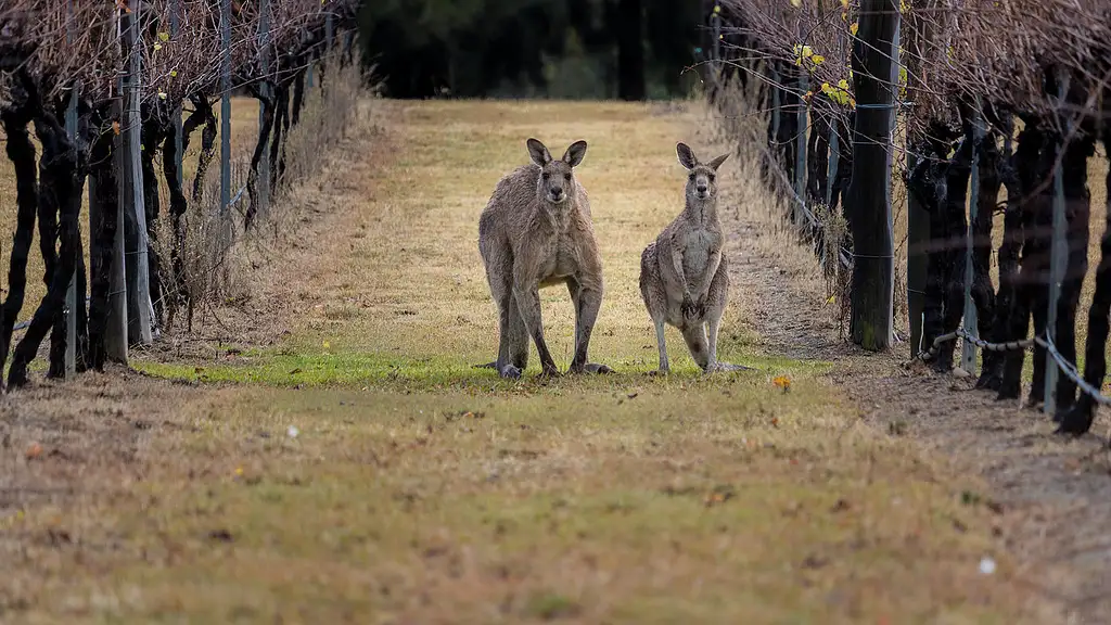 Hunter Valley Wine Tasting - Guided Day Tour from Sydney