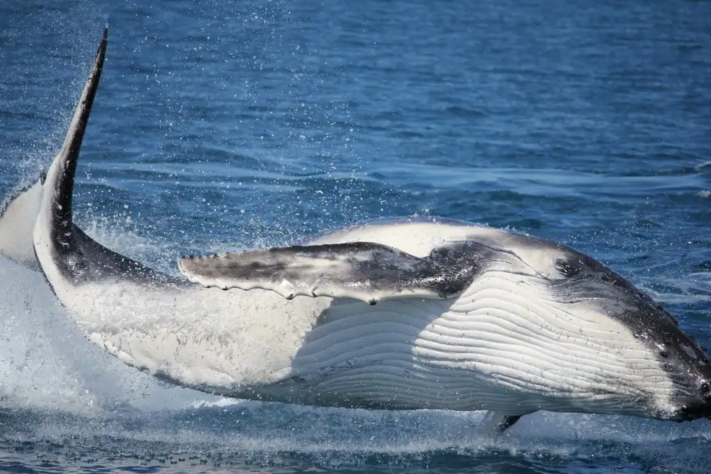 Freedom Premium 3/4 Day Whale Watch Cruise - spend more time with the whales