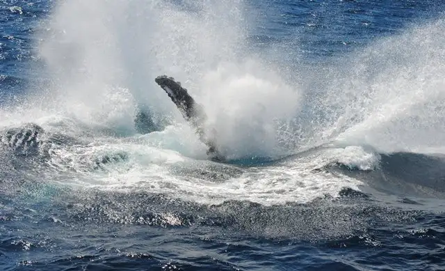 Whale Watching Breaky or BBQ Lunch Cruise from Sydney Harbour