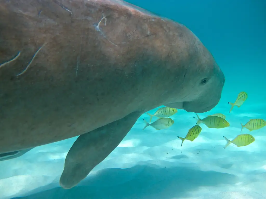 Ningaloo Whale Shark Swim & Eco Tour on a Powerboat (Aug-Oct) | From Exmouth