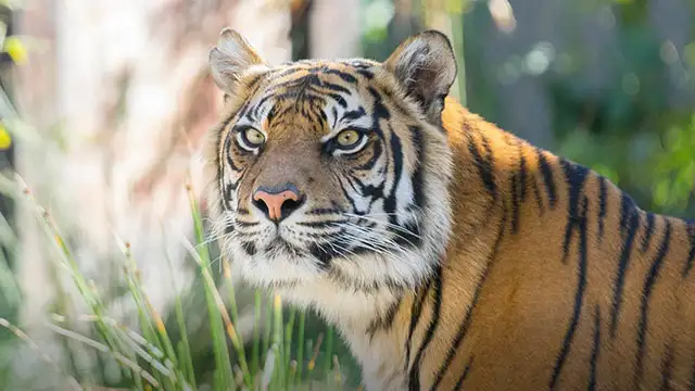 Taronga Zoo Direct Ferry Ticket + Zoo Entry