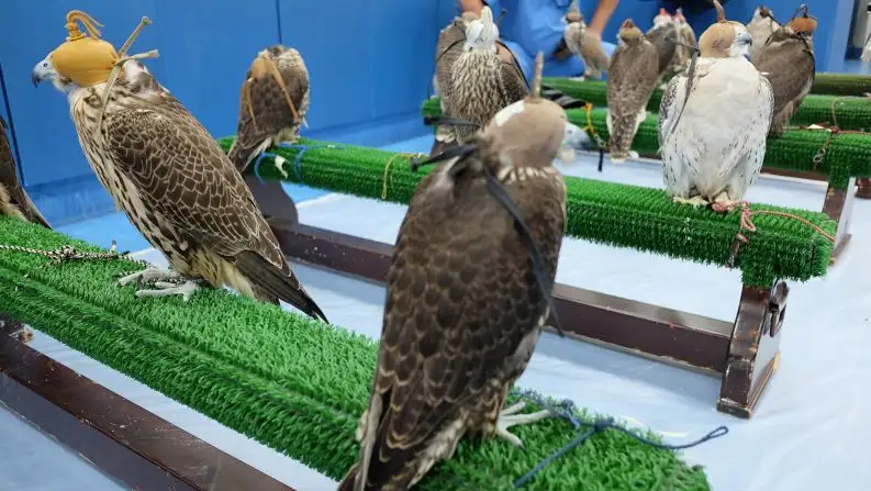 Abu Dhabi Falcon Hospital Tour - with transfer
