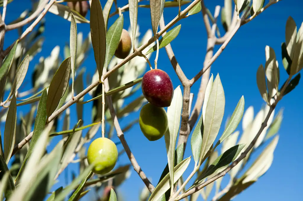 Kangaroo Island Luxury Food and Wine Tour