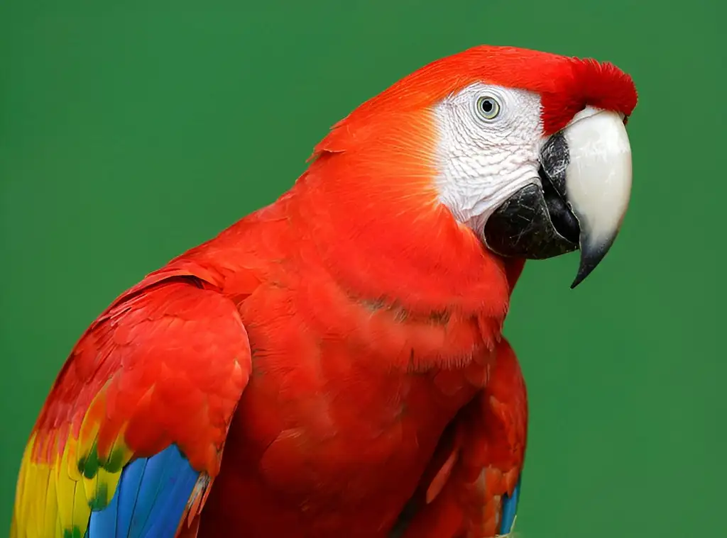 Entrance Tickets To Bird Paradise