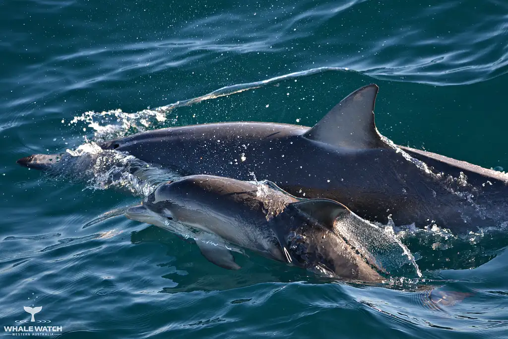 Whale Watch Experience AUGUSTA