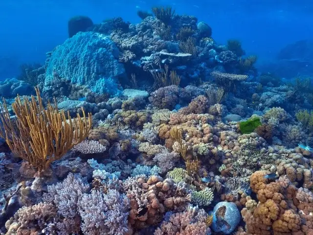 3 Day Outer Reef Cruise | on Kiana